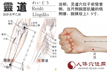 灵道穴位位置图