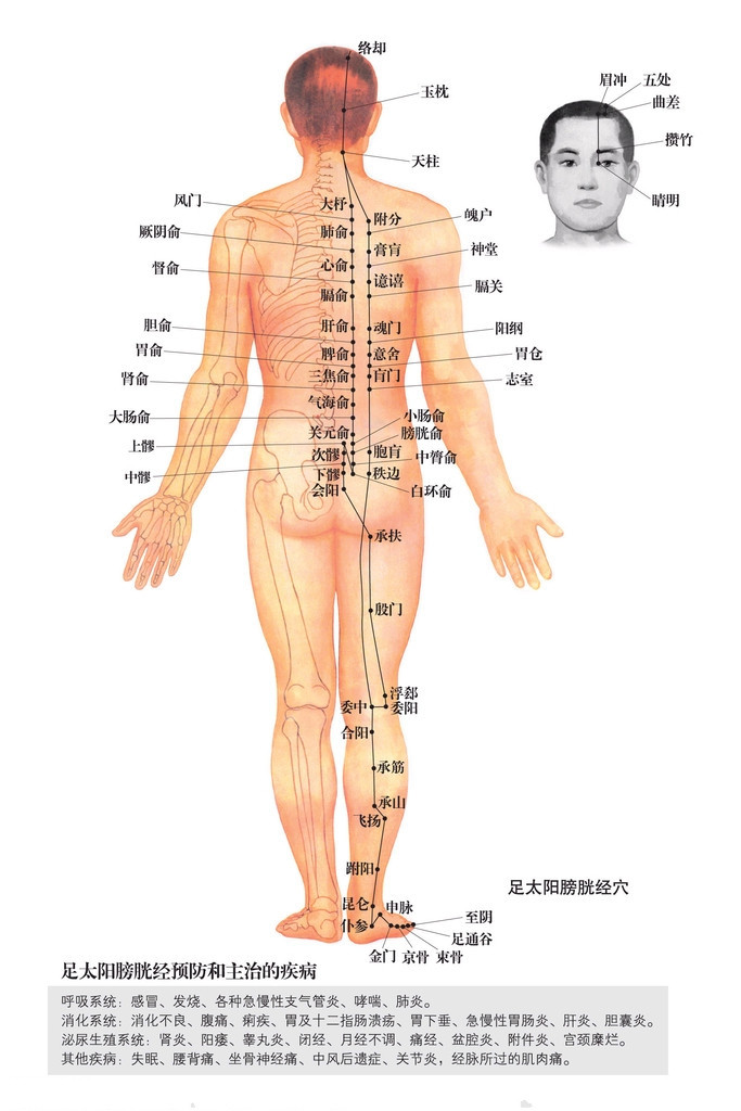 足太阳膀胱经穴位图