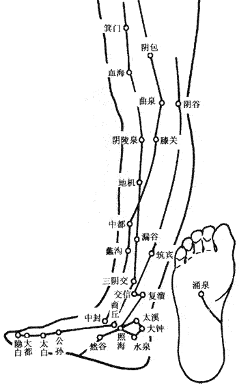 人体腿部脚部内侧【穴位图】